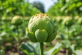 Close-up of green artichoke bud in field, Thailand Royalty Free Stock Photo