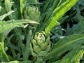 Close-up of green Artichoke Plant Royalty Free Stock Photo