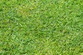Green artificial grass textures background. Royalty Free Stock Photo