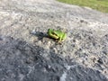 Close up of Green asian tree frog sitting in the land.