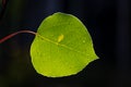 Close Up of a Green Aspen Leaf Backlit by the Sun Royalty Free Stock Photo
