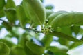 Close-up of green baby limes hanging from the branches and leaves on the lime tree.Blurred background Royalty Free Stock Photo