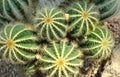 Close up green ball cactus, Parodia magnifica, South America plant