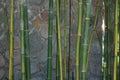 Close up of green bamboo Royalty Free Stock Photo