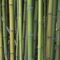 Close-up of green bamboo canes Royalty Free Stock Photo