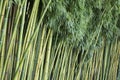 Close-up of green bamboo canes Royalty Free Stock Photo