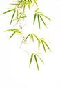 Green bamboo leaf isolated on white background Royalty Free Stock Photo