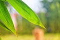 Close-up Green Bamboo Leaves Tropical Forest Copy Space Isolated Isolated Natural Blur