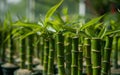 Close up of green bamboo plants Royalty Free Stock Photo