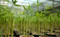 Close up of green bamboo plants Royalty Free Stock Photo