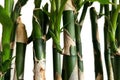 A close up of a green bamboo sprig grown indoor.