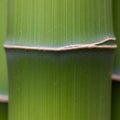 Close-up of a green bamboo stalk, displaying distinct nodes and internodes. The Royalty Free Stock Photo