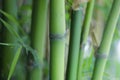 Close up of green bamboo sticks Royalty Free Stock Photo