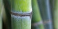 Close up of green bamboo sticks Royalty Free Stock Photo