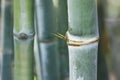 Close up of green bamboo sticks Royalty Free Stock Photo