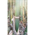 CLOSE UP green bamboo tree plant nature Royalty Free Stock Photo