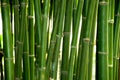 Close up Green Bamboo trunk in forest