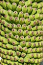 Close up of green banana bunch Royalty Free Stock Photo