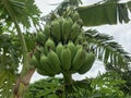 close up of green Banana bunch in garden Royalty Free Stock Photo