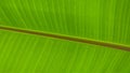 Banana leaf close up