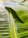 Banana leaf Royalty Free Stock Photo
