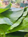Banana leaf Royalty Free Stock Photo