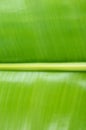 Close up green banana leaf background texture Royalty Free Stock Photo