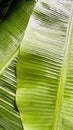Banana leaf Royalty Free Stock Photo