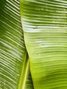 Banana leaf Royalty Free Stock Photo