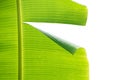 Close up Green banana leaf broke isolate on white background Royalty Free Stock Photo