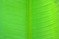 close up on green banana leaf, can use for background or texture. Royalty Free Stock Photo