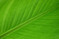 Close up Green banana leaf nature background Royalty Free Stock Photo