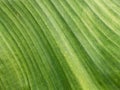 Close up green banana leaf pattern,backgrounds and narural surface