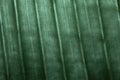 Close up of green Banana leaf texture Royalty Free Stock Photo