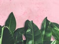 Green leaves over pink grunge concrete wall. Royalty Free Stock Photo