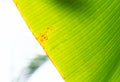 Close up Green banana leaves under, with sun flare,Close up of Underside of green banana leaf texture for background Royalty Free Stock Photo
