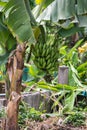 Close up green banana tree in a garden.Musa sapientum L