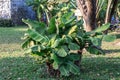 Close up green banana tree in a garden.Musa sapientum L