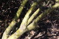 Close Up of the Green Bark of a Foothill Palo Verde Tree