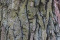 Oak Tree Mossy Bark Texture Close up matte shadow