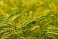 Close up of green Barley Field for natural background, Hordeum vulgare or Gerste Royalty Free Stock Photo