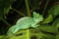 Close up of Green Basilisk Lizard Royalty Free Stock Photo