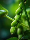 Close-up of green beans growing on plant. There are several green beans hanging from plant, with some being larger than