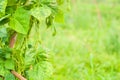 Close-up of green beans solarium eco farming Royalty Free Stock Photo