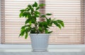 green beautiful bushy indoor flower - ficus benjamin growing on the window