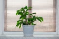 green beautiful bushy indoor flower - ficus benjamin growing on the window