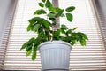 green beautiful bushy indoor flower - ficus benjamin growing on the window