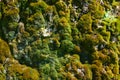 Close-up green beautiful moss on a wet rock cliff. Royalty Free Stock Photo