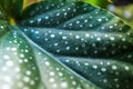 Close up of green begonia leaves. Water drops on the green leaf of a palm tree, close up, macro shot. Big leaves with drops on it. Royalty Free Stock Photo