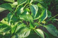 Close-up of a green bell pepper bush during the beginning of flowering. Selective focus